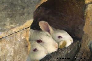 Guía paso a paso para construir una conejera casera económica y segura