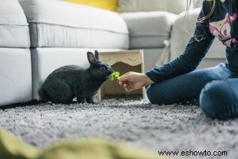 Cómo entrenar a un conejo para que haga trucos