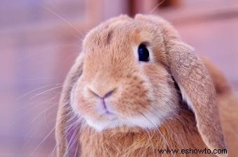 Cómo entrenar a un conejo para que haga trucos