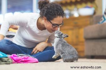 Cómo entrenar a un conejo para que haga trucos