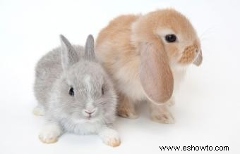 Lista de razas de conejos pequeños