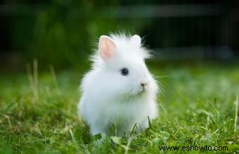 Lista de razas de conejos pequeños