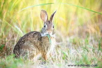 ¿Qué alimentos comen los conejos salvajes y los domésticos?