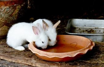 ¿Qué comen los conejitos bebés? Consejos de alimentación sencillos