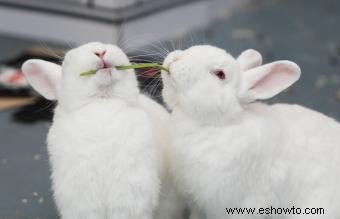 ¿Qué comen los conejitos bebés? Consejos de alimentación sencillos