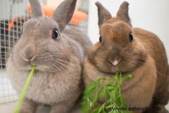 ¿Qué alimentos comen los conejos salvajes y los domésticos?