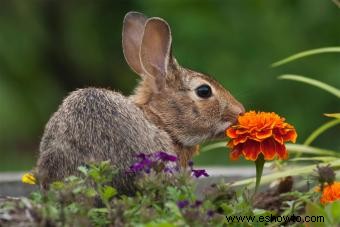 ¿Qué alimentos comen los conejos salvajes y los domésticos?