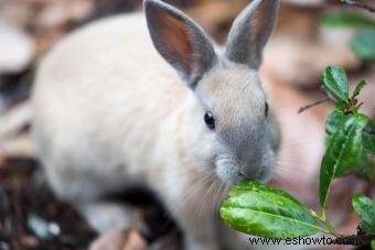 ¿Qué alimentos comen los conejos salvajes y los domésticos?