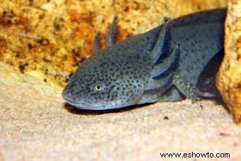 Axolotl Pet Care para esta exótica criatura acuática