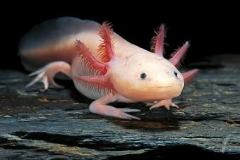 Axolotl Pet Care para esta exótica criatura acuática