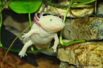 Axolotl Pet Care para esta exótica criatura acuática