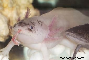 Axolotl Pet Care para esta exótica criatura acuática
