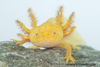 Axolotl Pet Care para esta exótica criatura acuática