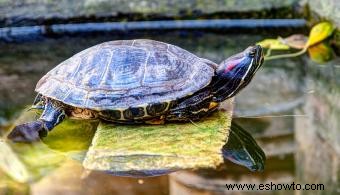 12 tipos de tortugas mascotas que son excelentes compañeras