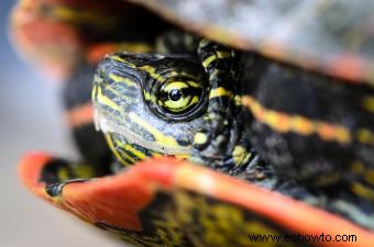 12 tipos de tortugas mascotas que son excelentes compañeras