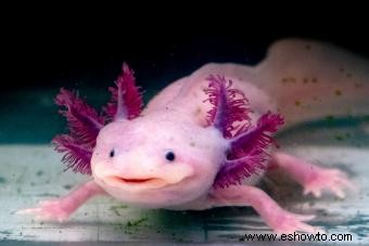 Axolotl Pet Care para esta exótica criatura acuática