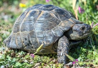 12 tipos de tortugas mascotas que son excelentes compañeras