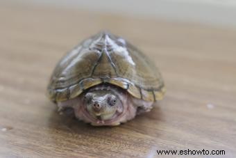 12 tipos de tortugas mascotas que son excelentes compañeras