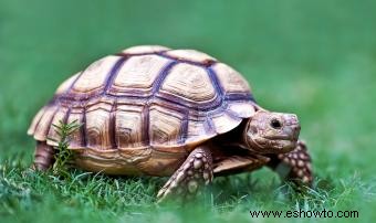 12 tipos de tortugas mascotas que son excelentes compañeras