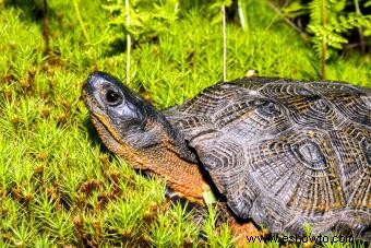 12 tipos de tortugas mascotas que son excelentes compañeras