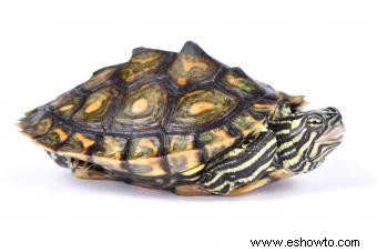 12 tipos de tortugas mascotas que son excelentes compañeras