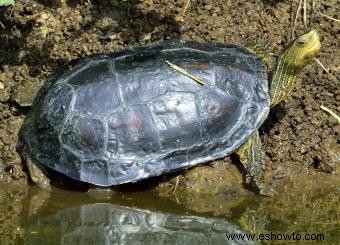 12 tipos de tortugas mascotas que son excelentes compañeras