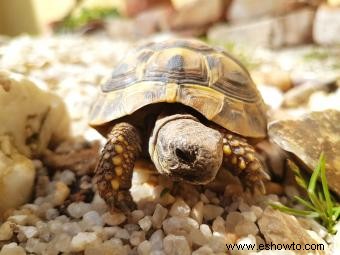 Cómo saber si su tortuga se está muriendo:señales típicas