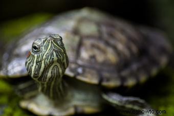 Cómo saber si su tortuga se está muriendo:señales típicas