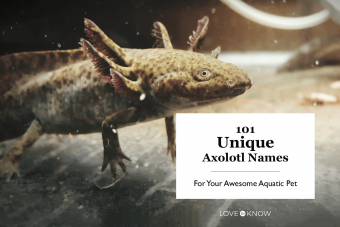 101 nombres únicos de ajolotes para tu impresionante mascota acuática