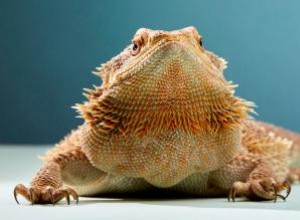 10 formas de saber si un dragón barbudo se está muriendo