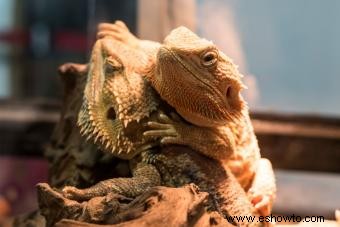 Datos del dragón barbudo y cuidado de mascotas