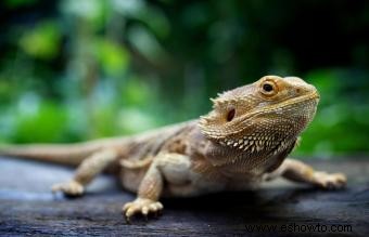 Datos del dragón barbudo y cuidado de mascotas