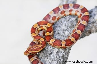 Las mejores razas de serpientes como mascota para principiantes