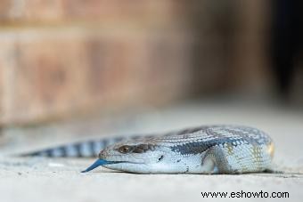 Datos sobre el eslizón de lengua azul:una mirada más cercana a una curiosa criatura