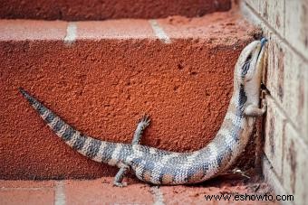 Datos sobre el eslizón de lengua azul:una mirada más cercana a una curiosa criatura