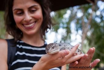 Datos sobre el eslizón de lengua azul:una mirada más cercana a una curiosa criatura