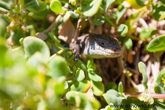 Datos sobre el eslizón de lengua azul:una mirada más cercana a una curiosa criatura