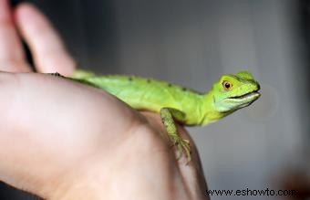 Nombres pegadizos de lagartija mascota hembra