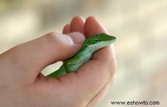 Nombres pegadizos de lagartija mascota hembra