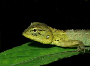 Los Mejores Nombres para Camaleones: De Adorables y Lindos a Geniales y Únicos