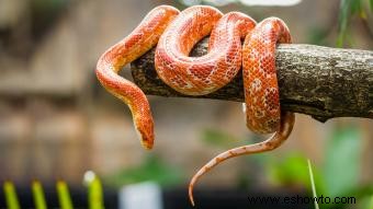 Nombres geniales de serpientes para la personalidad única de tu mascota