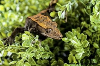 Datos sobre el gecko crestado:lo que distingue a esta genial criatura