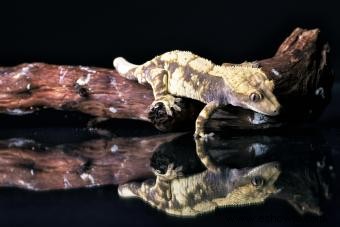 Datos sobre el gecko crestado:lo que distingue a esta genial criatura
