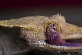 Datos sobre el gecko crestado:lo que distingue a esta genial criatura