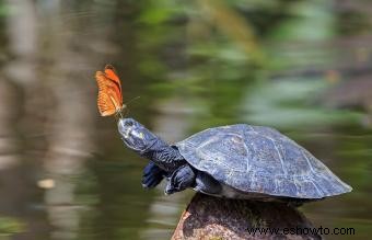 Diferencias entre tortugas y tortugas terrestres como mascotas