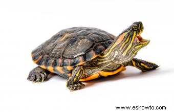 Diferencias entre tortugas y tortugas terrestres como mascotas