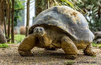 Diferencias entre tortugas y tortugas terrestres como mascotas