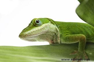 Anoles verdes como mascotas