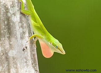 Anoles verdes como mascotas