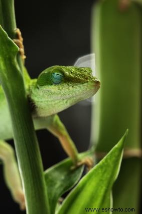 Anoles verdes como mascotas